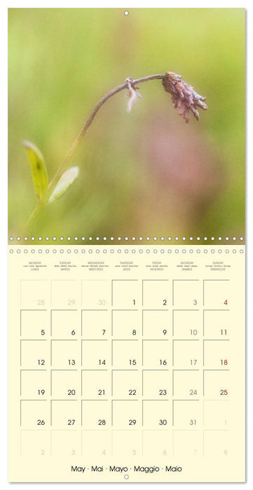 Wild Wild Seeds (CALVENDO Monthly Calendar 2025)