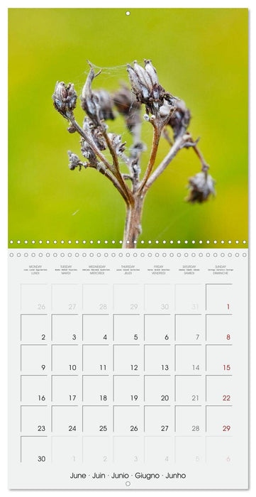 Wild Wild Seeds (CALVENDO Monthly Calendar 2025)