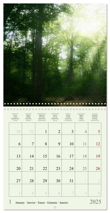 Magical Forest Of The Elves (CALVENDO Monthly Calendar 2025)