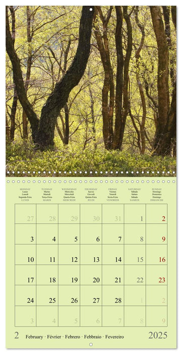 Magical Forest Of The Elves (CALVENDO Monthly Calendar 2025)