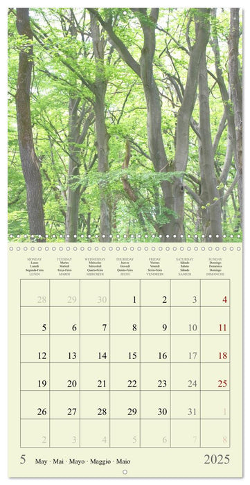 Magical Forest Of The Elves (CALVENDO Monthly Calendar 2025)