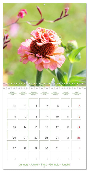 Bright Zinnias (CALVENDO Monthly Calendar 2025)