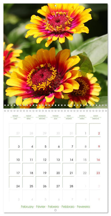 Bright Zinnias (CALVENDO Monthly Calendar 2025)