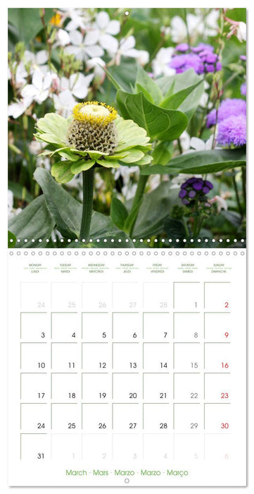 Bright Zinnias (CALVENDO Monthly Calendar 2025)