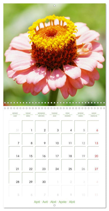 Bright Zinnias (CALVENDO Monthly Calendar 2025)