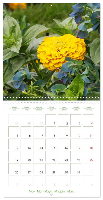 Bright Zinnias (CALVENDO Monthly Calendar 2025)