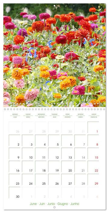 Bright Zinnias (CALVENDO Monthly Calendar 2025)