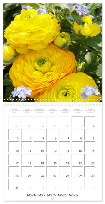 Buttercups Ranunculus (CALVENDO Monthly Calendar 2025)