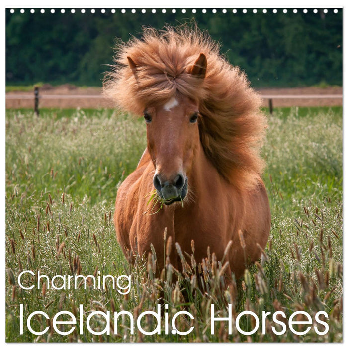 Charming Icelandic Horses (CALVENDO Monthly Calendar 2025)