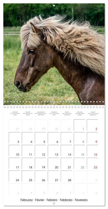 Charming Icelandic Horses (CALVENDO Monthly Calendar 2025)