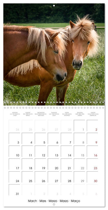 Charming Icelandic Horses (CALVENDO Monthly Calendar 2025)