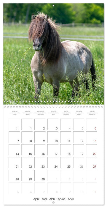 Charming Icelandic Horses (CALVENDO Monthly Calendar 2025)