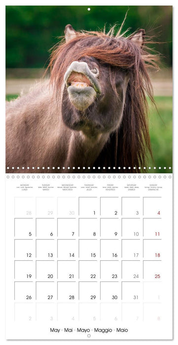 Charming Icelandic Horses (CALVENDO Monthly Calendar 2025)