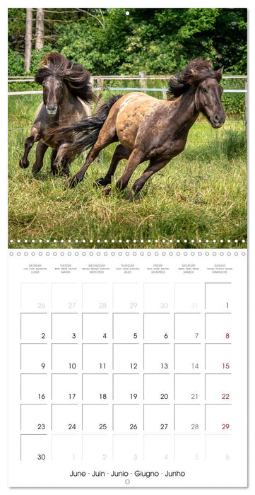 Charming Icelandic Horses (CALVENDO Monthly Calendar 2025)