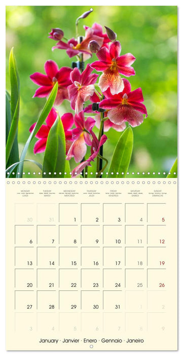 Orchids the enchanting exotics (CALVENDO Monthly Calendar 2025)