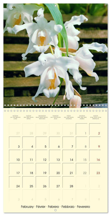 Orchids the enchanting exotics (CALVENDO Monthly Calendar 2025)