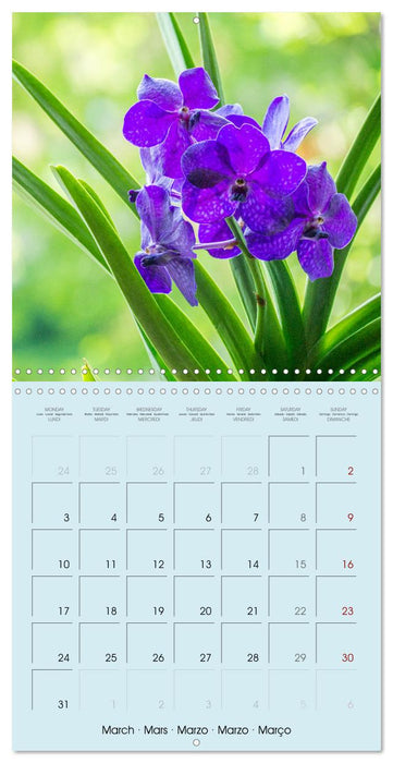 Orchids the enchanting exotics (CALVENDO Monthly Calendar 2025)