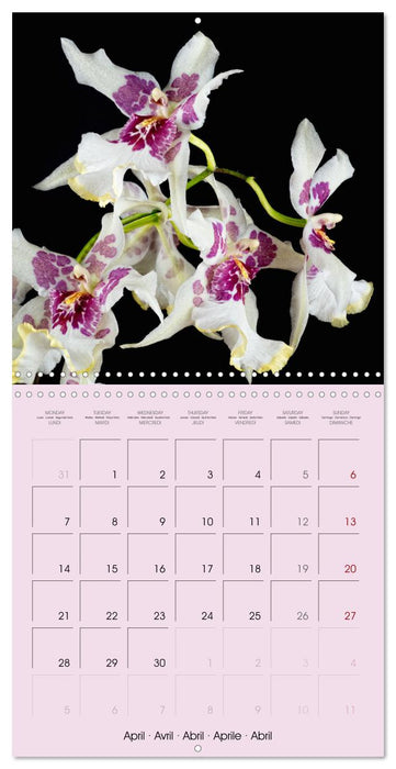 Orchids the enchanting exotics (CALVENDO Monthly Calendar 2025)