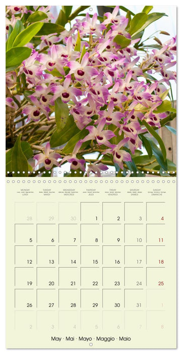 Orchids the enchanting exotics (CALVENDO Monthly Calendar 2025)