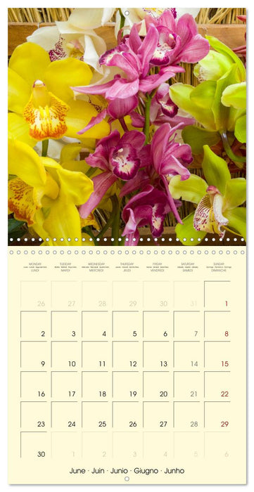 Orchids the enchanting exotics (CALVENDO Monthly Calendar 2025)