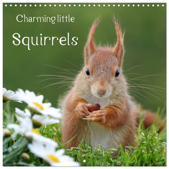 Charming little squirrels (CALVENDO Monthly Calendar 2025)