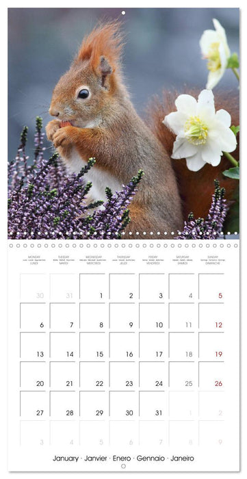 Charming little squirrels (CALVENDO Monthly Calendar 2025)