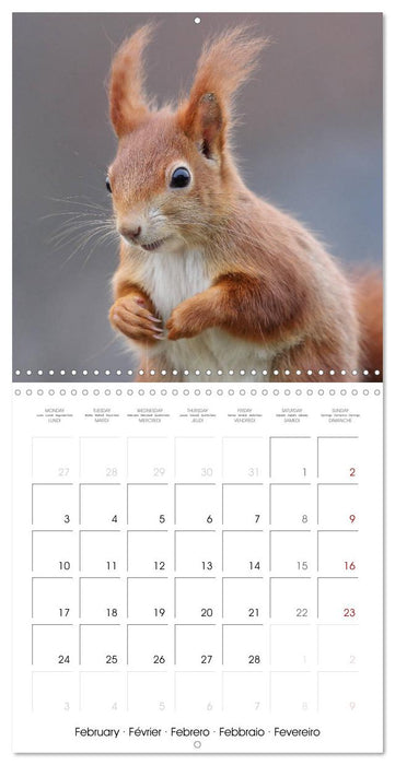 Charming little squirrels (CALVENDO Monthly Calendar 2025)