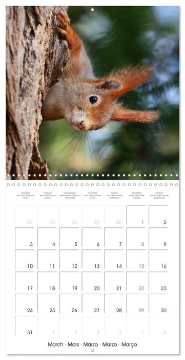 Charming little squirrels (CALVENDO Monthly Calendar 2025)