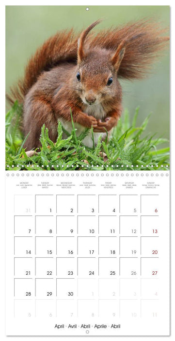 Charming little squirrels (CALVENDO Monthly Calendar 2025)