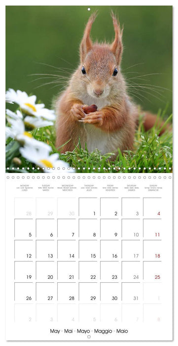 Charming little squirrels (CALVENDO Monthly Calendar 2025)