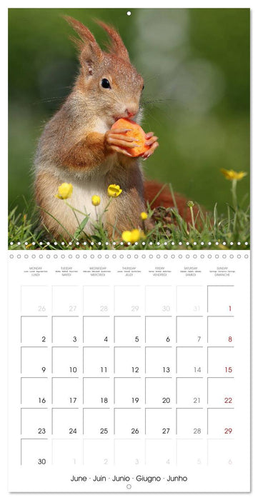 Charming little squirrels (CALVENDO Monthly Calendar 2025)