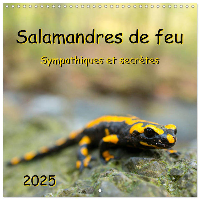 Salamandres de feu - Sympathiques et secrètes (CALVENDO Calendrier mensuel 2025)