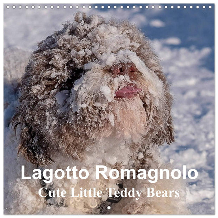 Lagotto Romagnolo Cute Little Teddy Bears (CALVENDO Monthly Calendar 2025)