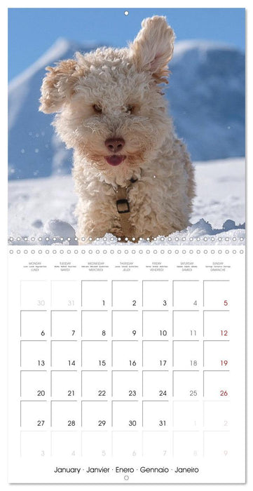 Lagotto Romagnolo Cute Little Teddy Bears (CALVENDO Monthly Calendar 2025)