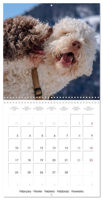 Lagotto Romagnolo Cute Little Teddy Bears (CALVENDO Monthly Calendar 2025)