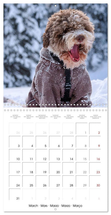 Lagotto Romagnolo Cute Little Teddy Bears (CALVENDO Monthly Calendar 2025)