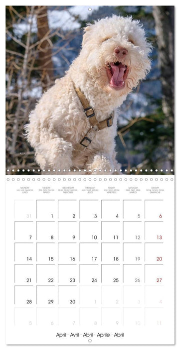 Lagotto Romagnolo Cute Little Teddy Bears (CALVENDO Monthly Calendar 2025)