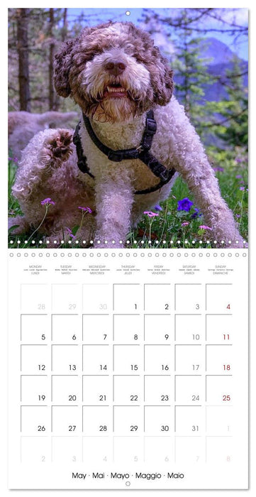 Lagotto Romagnolo Cute Little Teddy Bears (CALVENDO Monthly Calendar 2025)