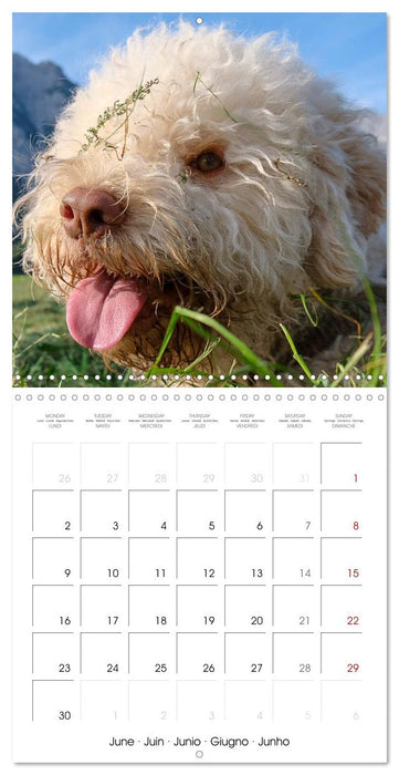 Lagotto Romagnolo Cute Little Teddy Bears (CALVENDO Monthly Calendar 2025)