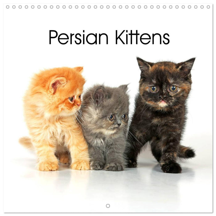 Persian Kittens (CALVENDO Monthly Calendar 2025)