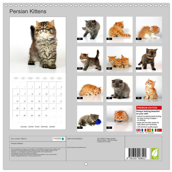 Persian Kittens (CALVENDO Monthly Calendar 2025)