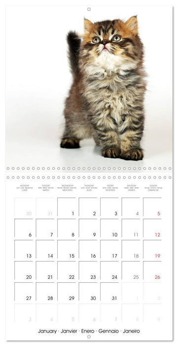 Persian Kittens (CALVENDO Monthly Calendar 2025)