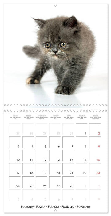 Persian Kittens (CALVENDO Monthly Calendar 2025)