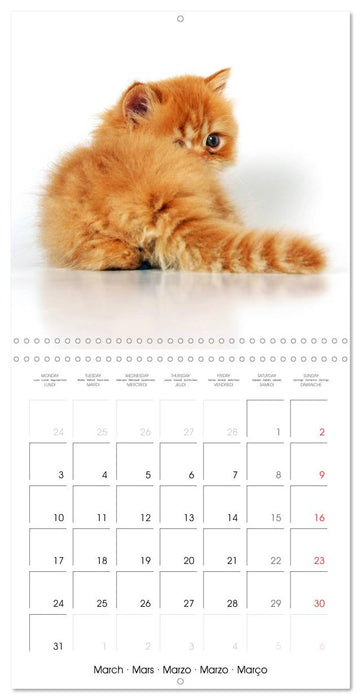 Persian Kittens (CALVENDO Monthly Calendar 2025)