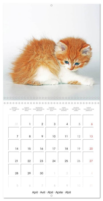 Persian Kittens (CALVENDO Monthly Calendar 2025)