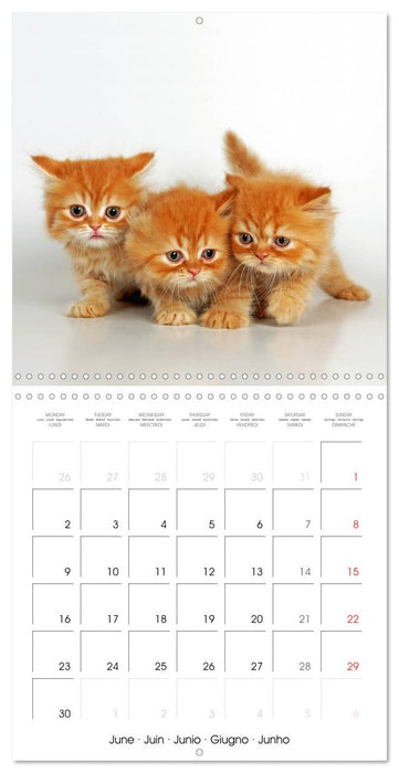 Persian Kittens (CALVENDO Monthly Calendar 2025)