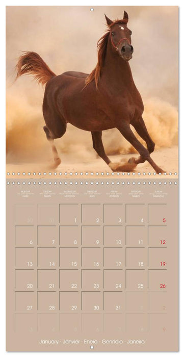 Arabian Horses • The Kings of Desert (CALVENDO Monthly Calendar 2025)