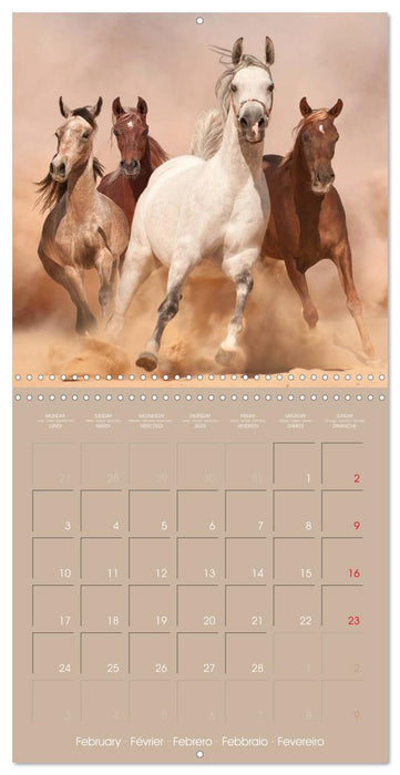 Arabian Horses • The Kings of Desert (CALVENDO Monthly Calendar 2025)