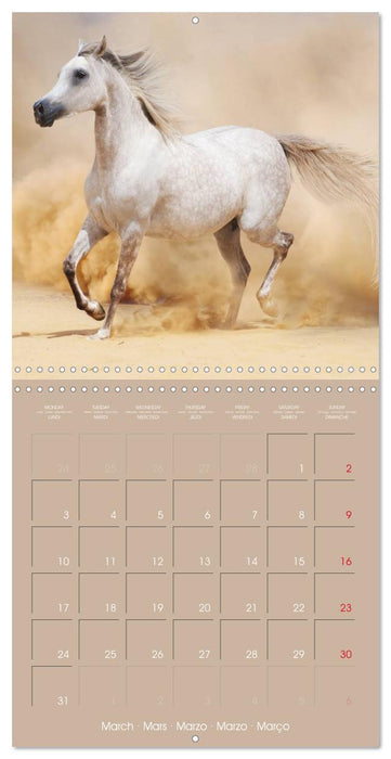 Arabian Horses • The Kings of Desert (CALVENDO Monthly Calendar 2025)