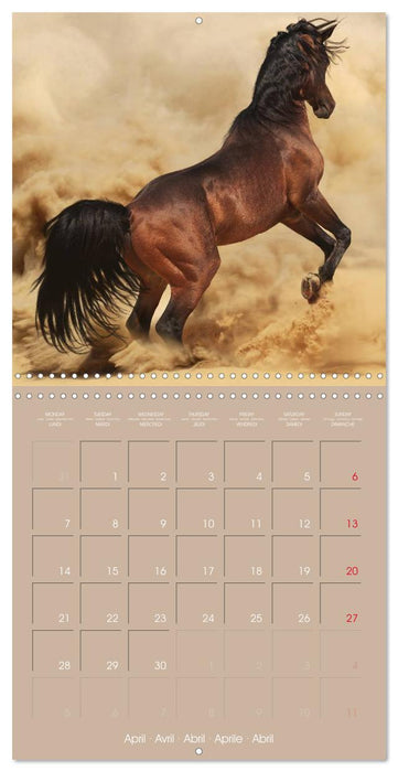 Arabian Horses • The Kings of Desert (CALVENDO Monthly Calendar 2025)